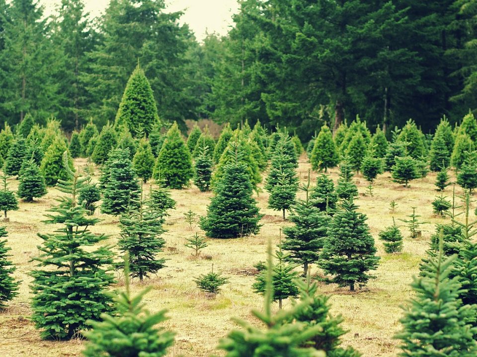 christmas tree farms in west knoxville